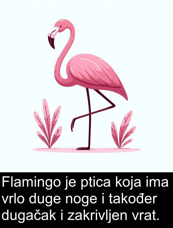 zakrivljen: Flamingo je ptica koja ima vrlo duge noge i također dugačak i zakrivljen vrat.