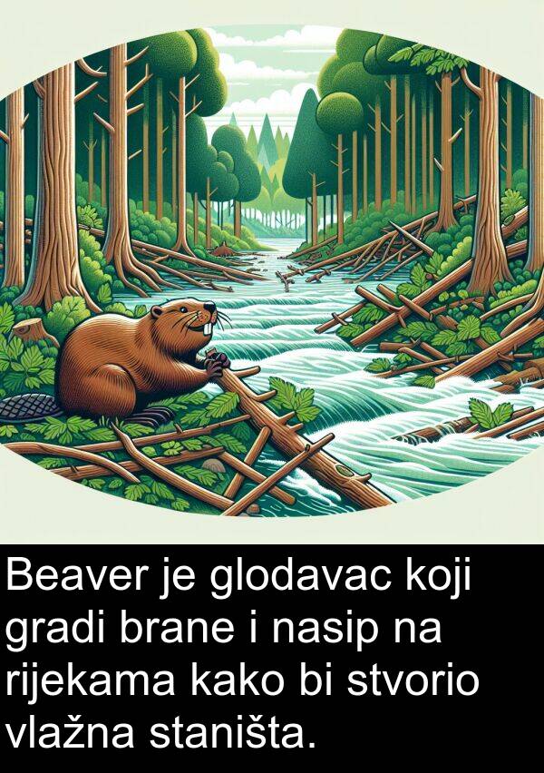 gradi: Beaver je glodavac koji gradi brane i nasip na rijekama kako bi stvorio vlažna staništa.