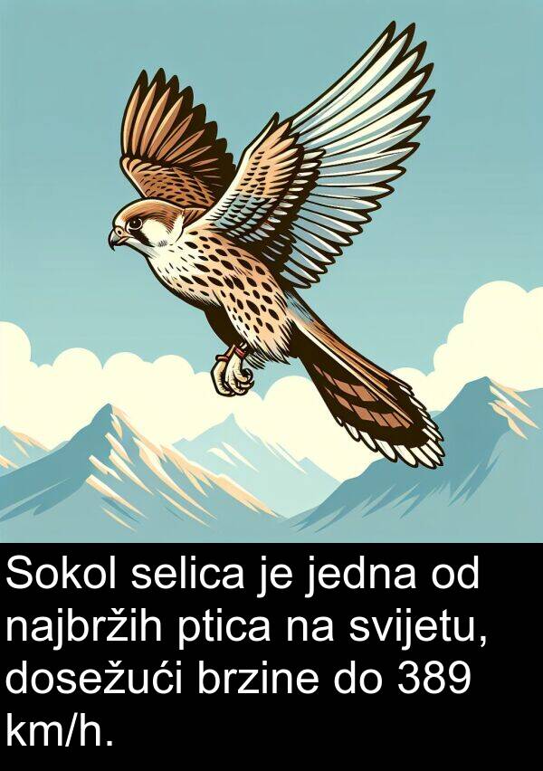 najbržih: Sokol selica je jedna od najbržih ptica na svijetu, dosežući brzine do 389 km/h.