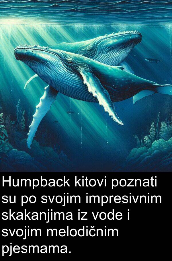 pjesmama: Humpback kitovi poznati su po svojim impresivnim skakanjima iz vode i svojim melodičnim pjesmama.