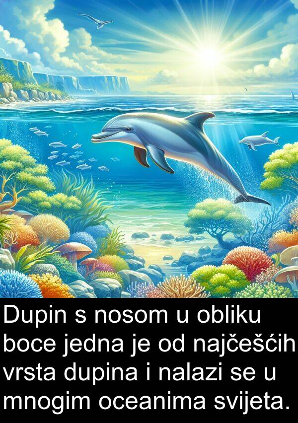 boce: Dupin s nosom u obliku boce jedna je od najčešćih vrsta dupina i nalazi se u mnogim oceanima svijeta.