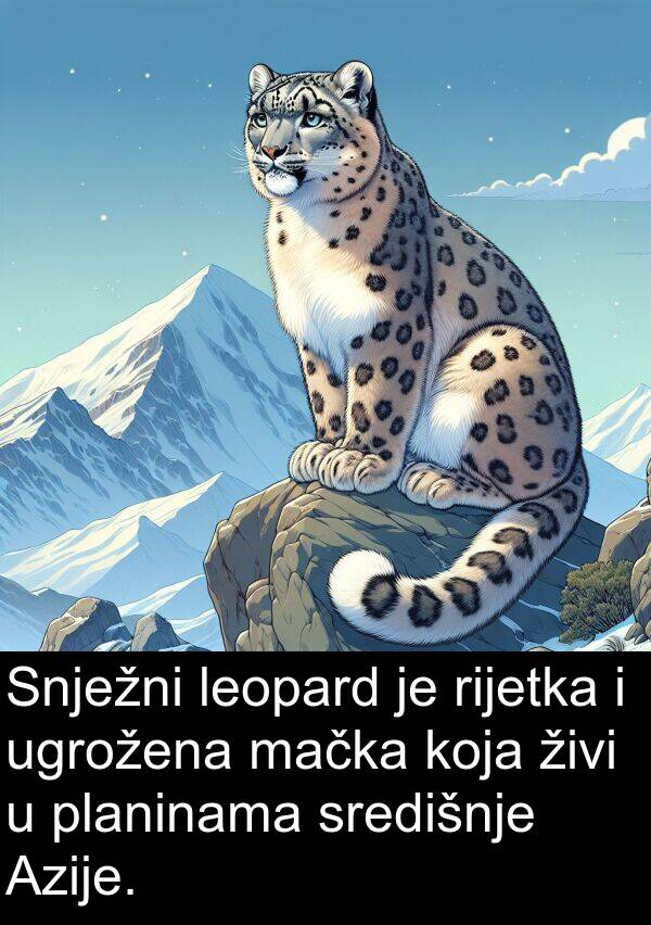 mačka: Snježni leopard je rijetka i ugrožena mačka koja živi u planinama središnje Azije.