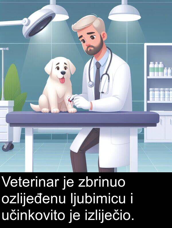 učinkovito: Veterinar je zbrinuo ozlijeđenu ljubimicu i učinkovito je izliječio.