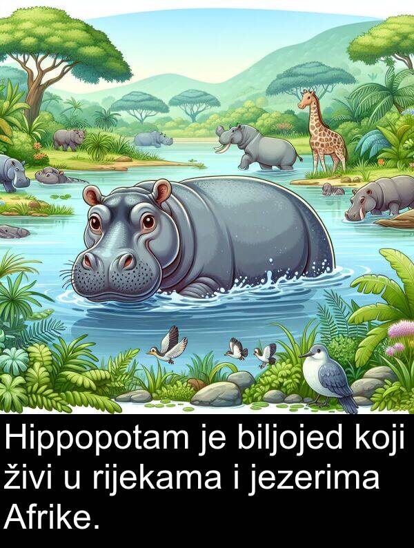 biljojed: Hippopotam je biljojed koji živi u rijekama i jezerima Afrike.