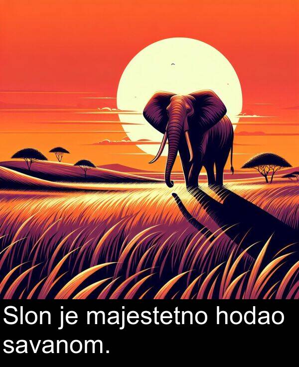 majestetno: Slon je majestetno hodao savanom.