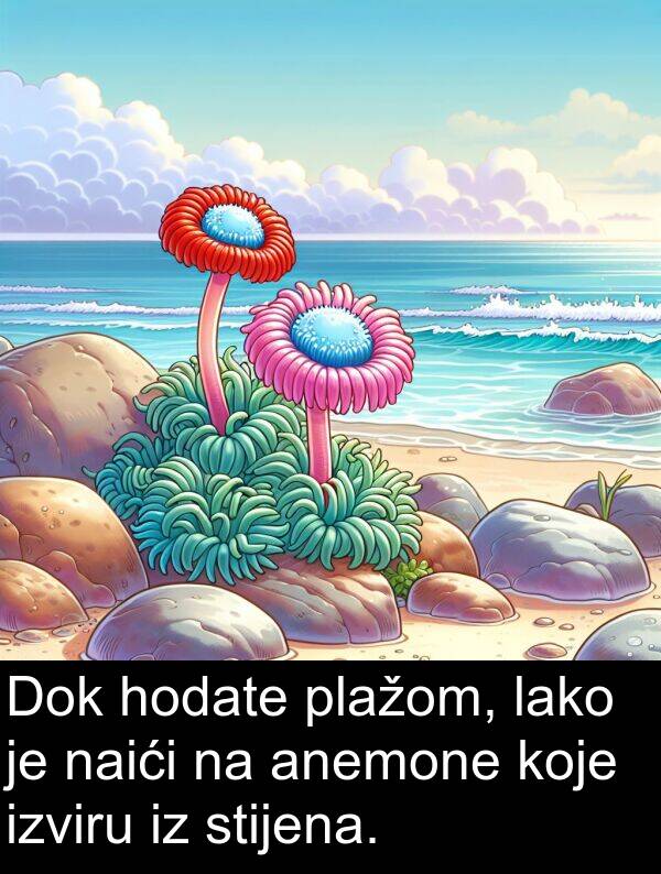 naići: Dok hodate plažom, lako je naići na anemone koje izviru iz stijena.