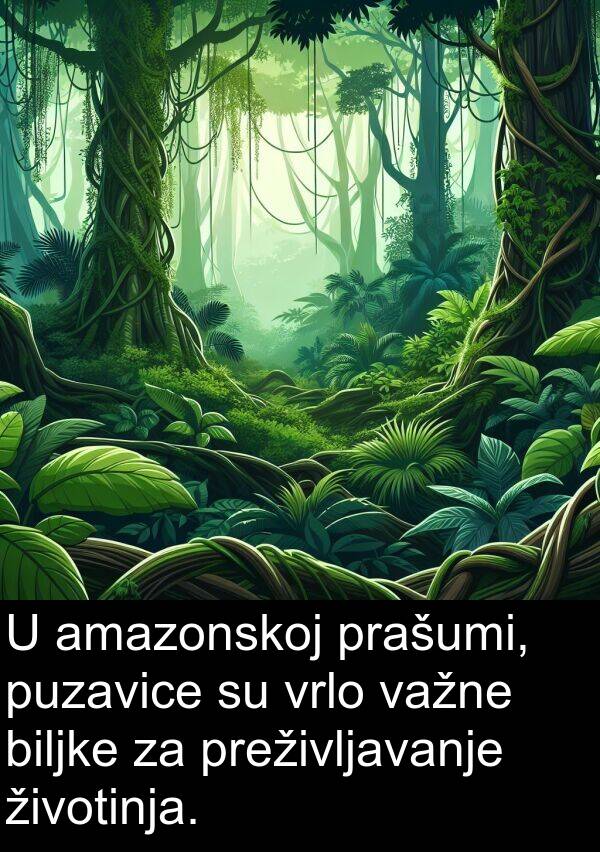 važne: U amazonskoj prašumi, puzavice su vrlo važne biljke za preživljavanje životinja.