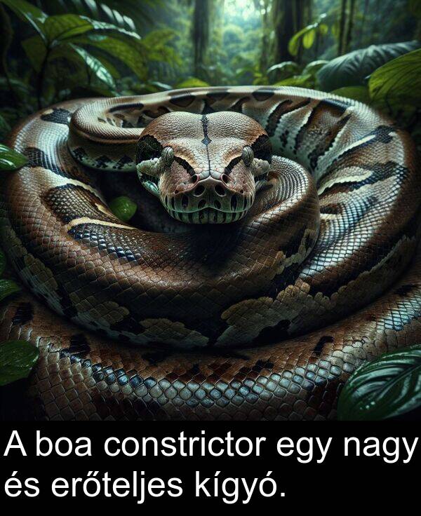 erőteljes: A boa constrictor egy nagy és erőteljes kígyó.