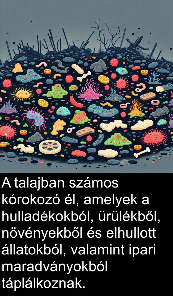 állatokból: A talajban számos kórokozó él, amelyek a hulladékokból, ürülékből, növényekből és elhullott állatokból, valamint ipari maradványokból táplálkoznak.