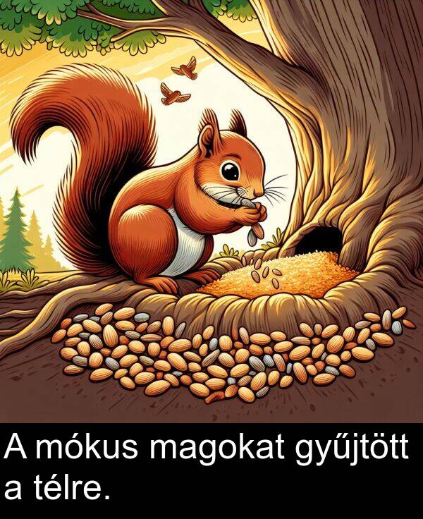 magokat: A mókus magokat gyűjtött a télre.