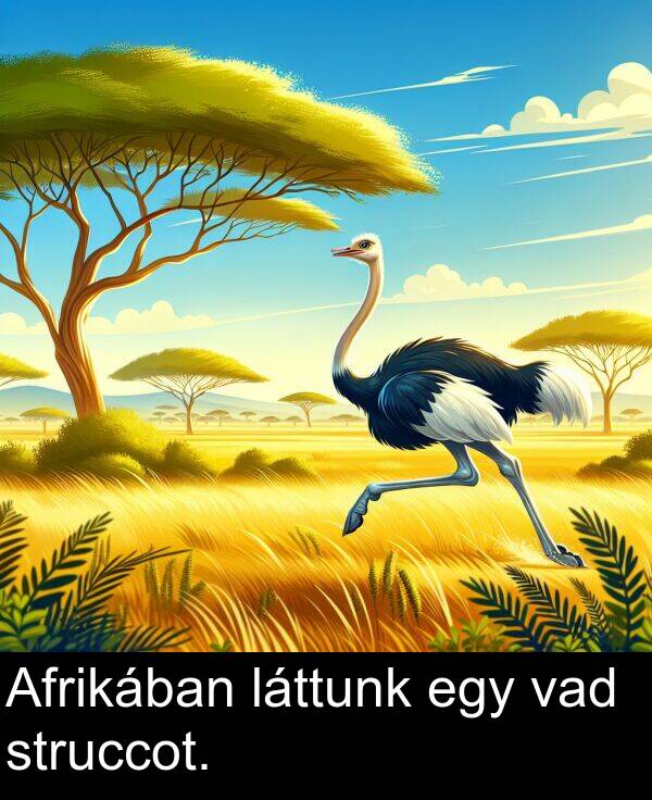 vad: Afrikában láttunk egy vad struccot.