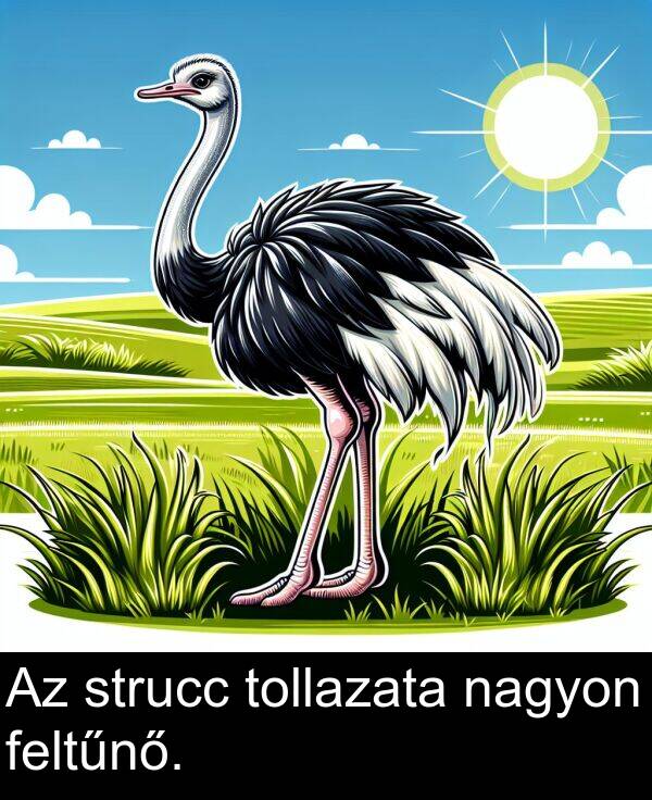 tollazata: Az strucc tollazata nagyon feltűnő.