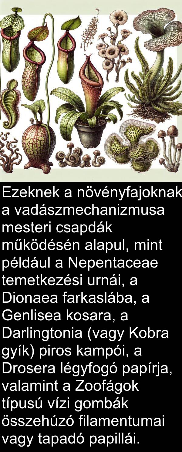 csapdák: Ezeknek a növényfajoknak a vadászmechanizmusa mesteri csapdák működésén alapul, mint például a Nepentaceae temetkezési urnái, a Dionaea farkaslába, a Genlisea kosara, a Darlingtonia (vagy Kobra gyík) piros kampói, a Drosera légyfogó papírja, valamint a Zoofágok típusú vízi gombák összehúzó filamentumai vagy tapadó papillái.