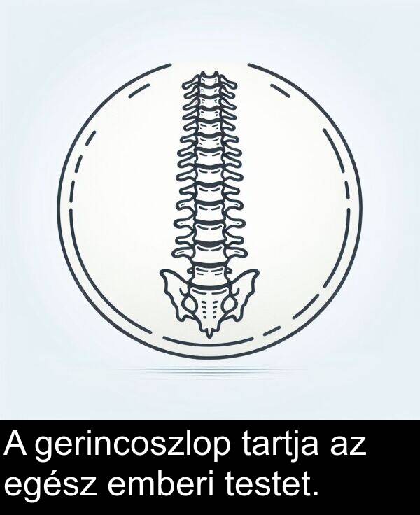 egész: A gerincoszlop tartja az egész emberi testet.