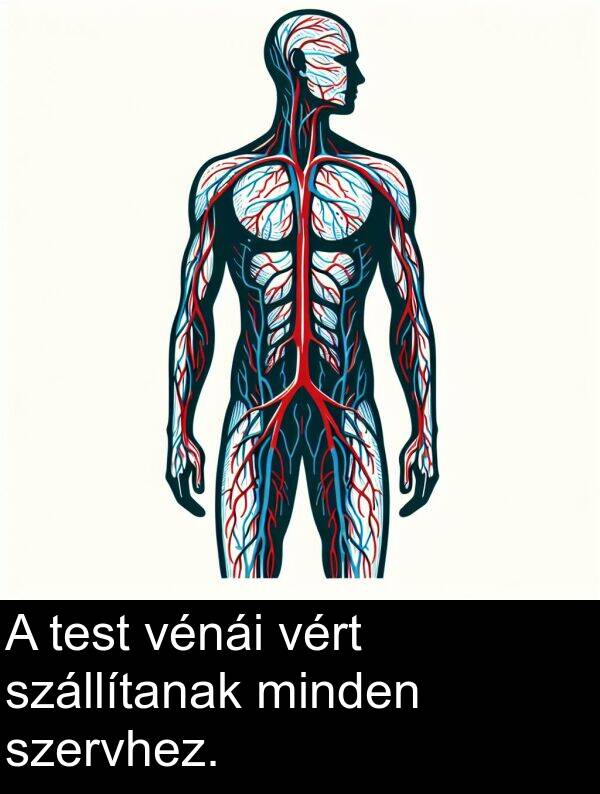 vért: A test vénái vért szállítanak minden szervhez.