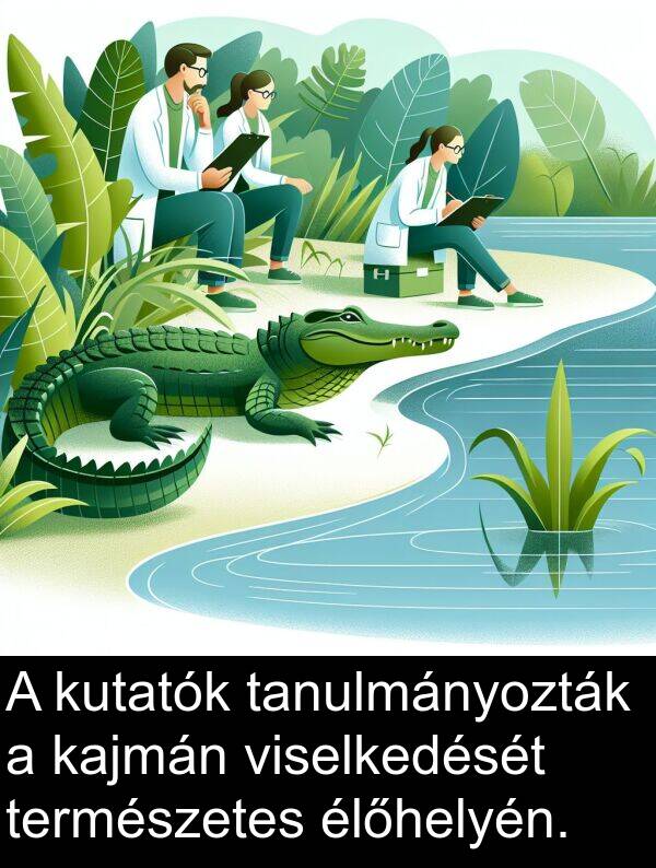 élőhelyén: A kutatók tanulmányozták a kajmán viselkedését természetes élőhelyén.