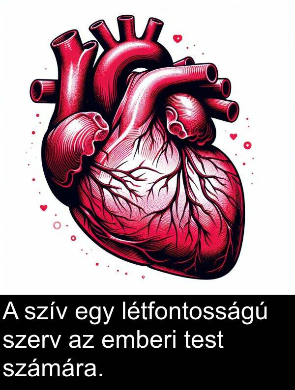 test: A szív egy létfontosságú szerv az emberi test számára.