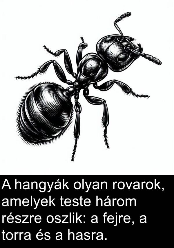 részre: A hangyák olyan rovarok, amelyek teste három részre oszlik: a fejre, a torra és a hasra.