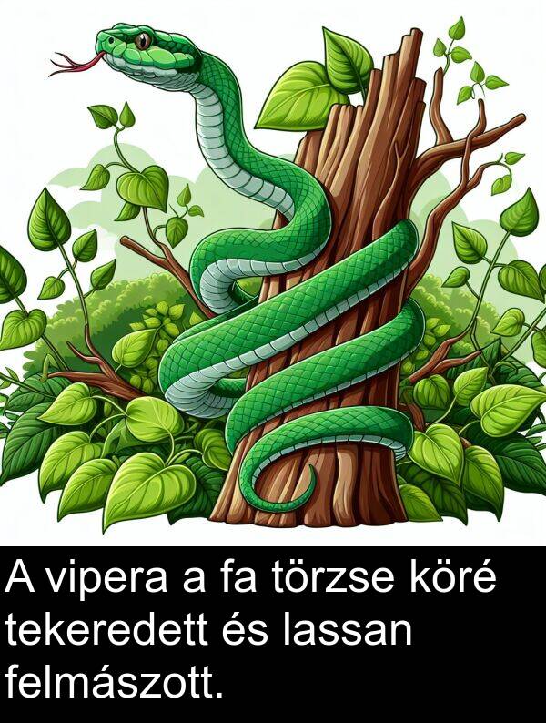 vipera: A vipera a fa törzse köré tekeredett és lassan felmászott.