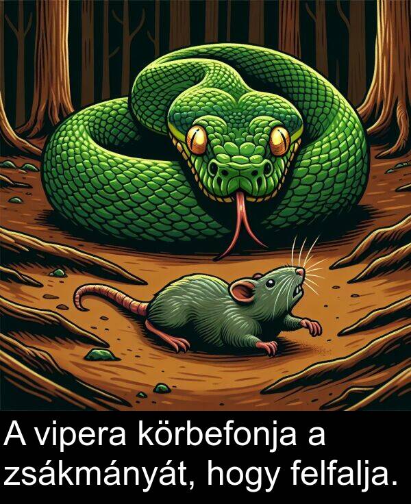 vipera: A vipera körbefonja a zsákmányát, hogy felfalja.