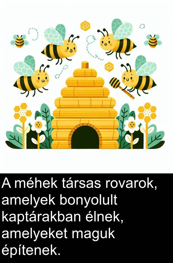 maguk: A méhek társas rovarok, amelyek bonyolult kaptárakban élnek, amelyeket maguk építenek.