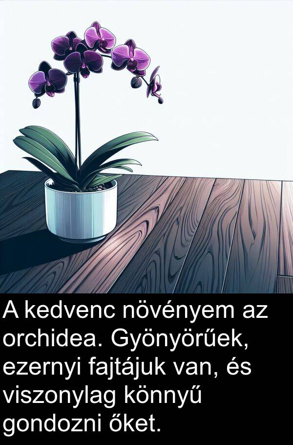 őket: A kedvenc növényem az orchidea. Gyönyörűek, ezernyi fajtájuk van, és viszonylag könnyű gondozni őket.