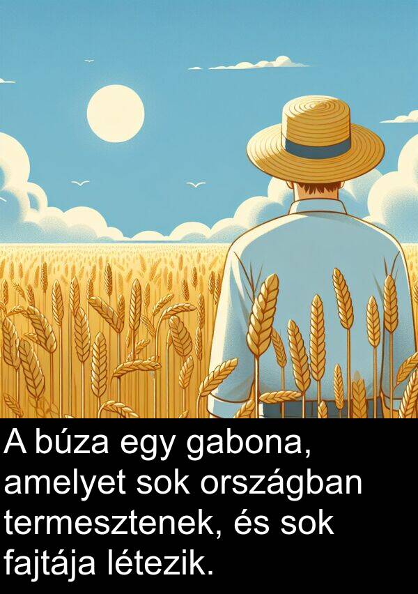 búza: A búza egy gabona, amelyet sok országban termesztenek, és sok fajtája létezik.