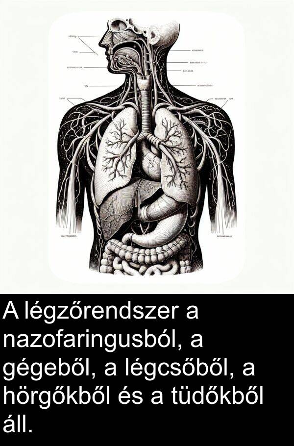 áll: A légzőrendszer a nazofaringusból, a gégeből, a légcsőből, a hörgőkből és a tüdőkből áll.