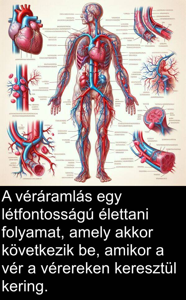 vér: A véráramlás egy létfontosságú élettani folyamat, amely akkor következik be, amikor a vér a vérereken keresztül kering.