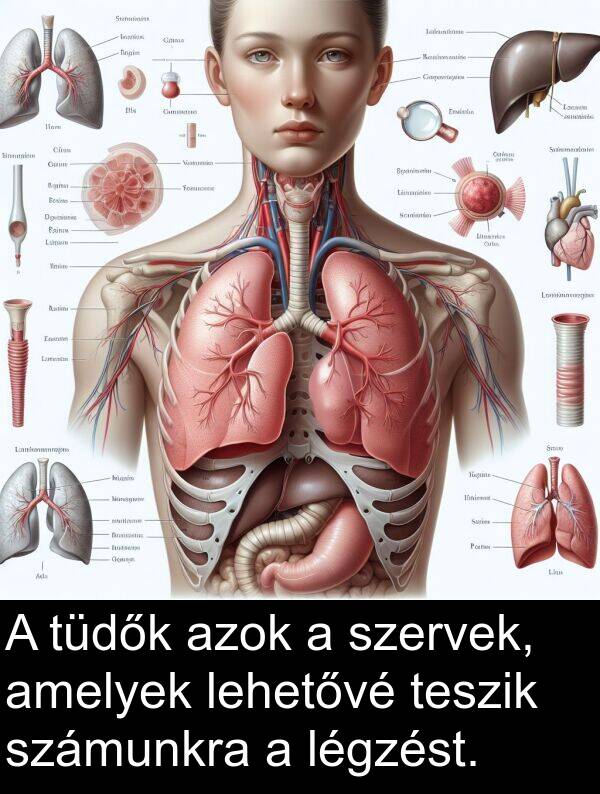 teszik: A tüdők azok a szervek, amelyek lehetővé teszik számunkra a légzést.