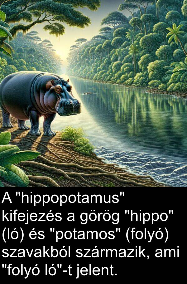 jelent: A "hippopotamus" kifejezés a görög "hippo" (ló) és "potamos" (folyó) szavakból származik, ami "folyó ló"-t jelent.