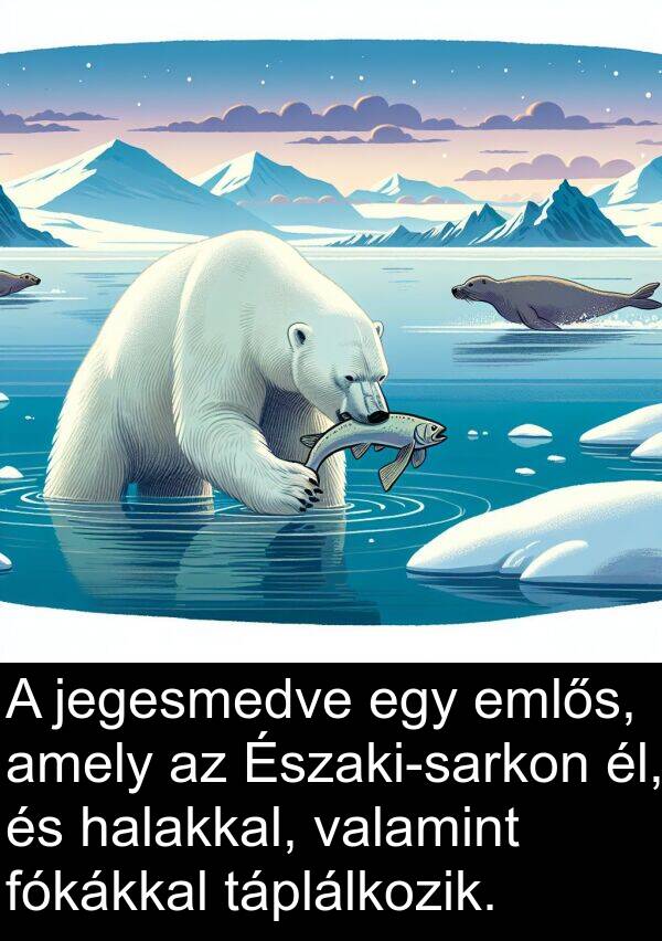 halakkal: A jegesmedve egy emlős, amely az Északi-sarkon él, és halakkal, valamint fókákkal táplálkozik.