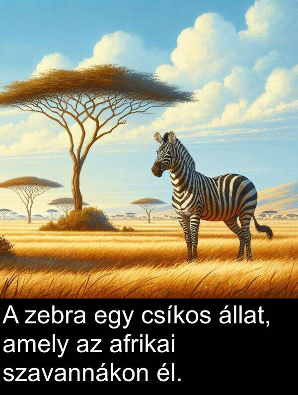 él: A zebra egy csíkos állat, amely az afrikai szavannákon él.