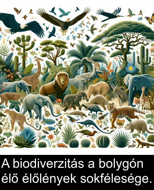 bolygón: A biodiverzitás a bolygón élő élőlények sokfélesége.