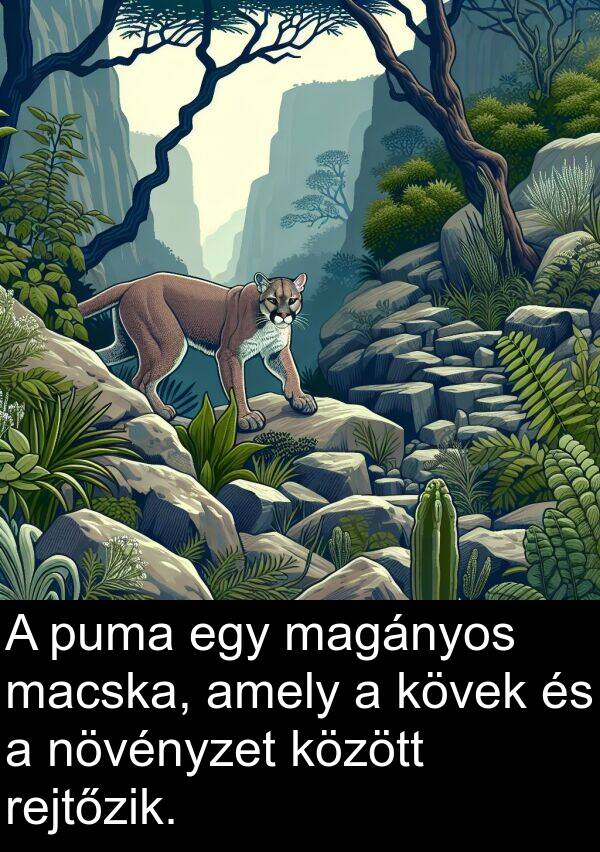 macska: A puma egy magányos macska, amely a kövek és a növényzet között rejtőzik.