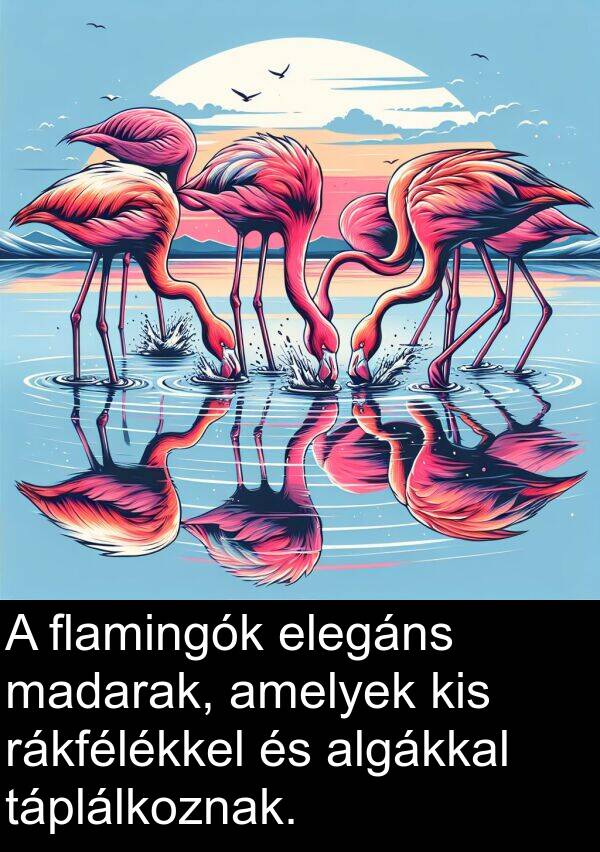 madarak: A flamingók elegáns madarak, amelyek kis rákfélékkel és algákkal táplálkoznak.