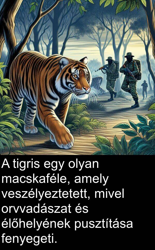 veszélyeztetett: A tigris egy olyan macskaféle, amely veszélyeztetett, mivel orvvadászat és élőhelyének pusztítása fenyegeti.