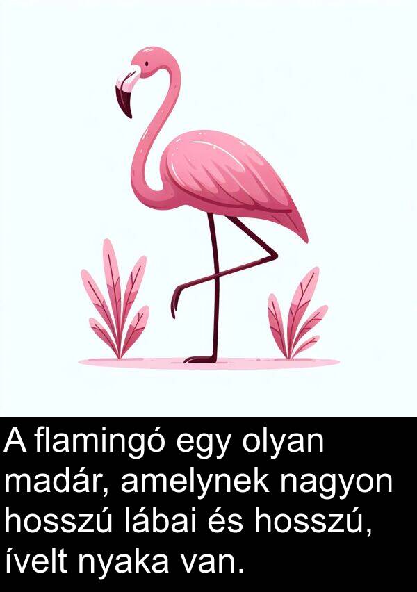 madár: A flamingó egy olyan madár, amelynek nagyon hosszú lábai és hosszú, ívelt nyaka van.