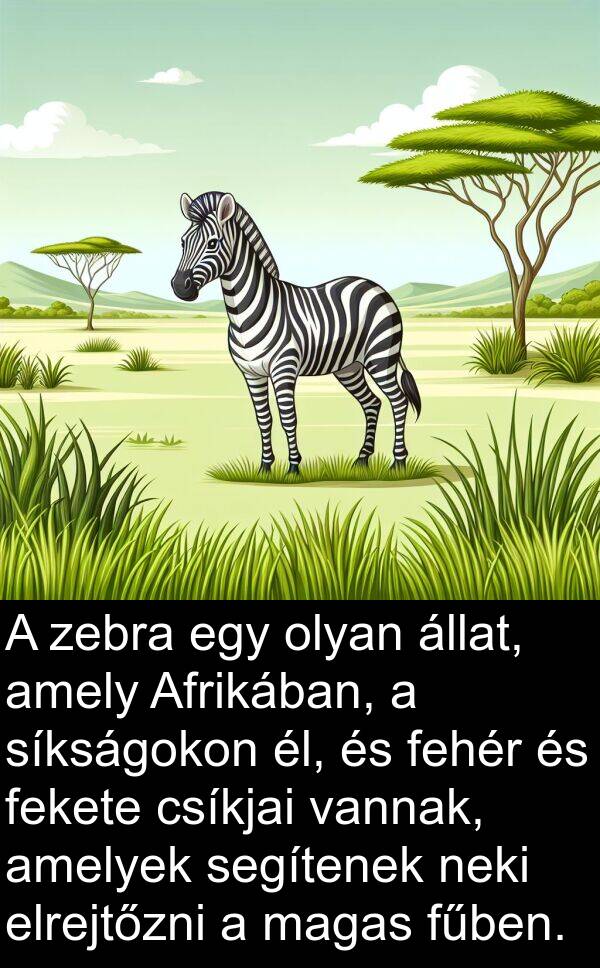 zebra: A zebra egy olyan állat, amely Afrikában, a síkságokon él, és fehér és fekete csíkjai vannak, amelyek segítenek neki elrejtőzni a magas fűben.