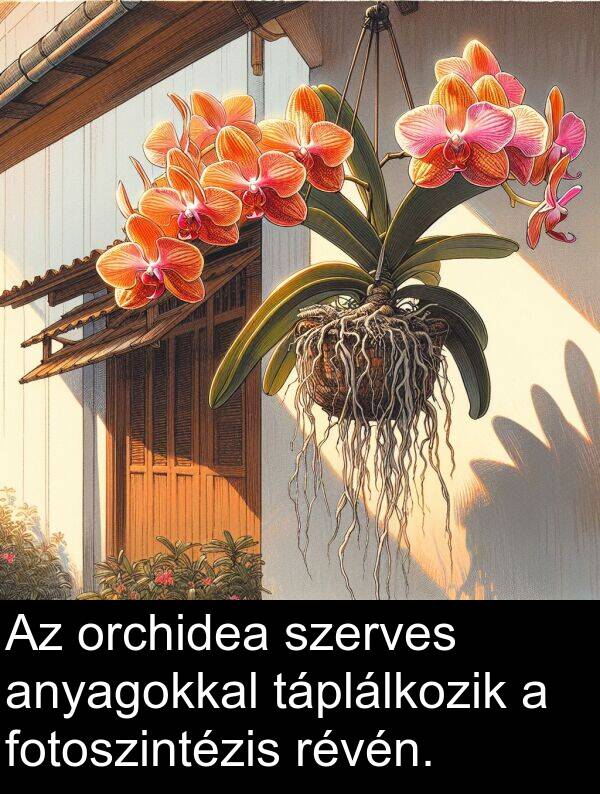 révén: Az orchidea szerves anyagokkal táplálkozik a fotoszintézis révén.