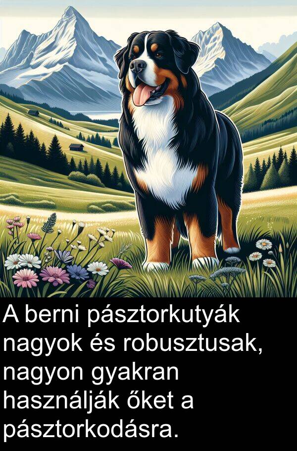 őket: A berni pásztorkutyák nagyok és robusztusak, nagyon gyakran használják őket a pásztorkodásra.