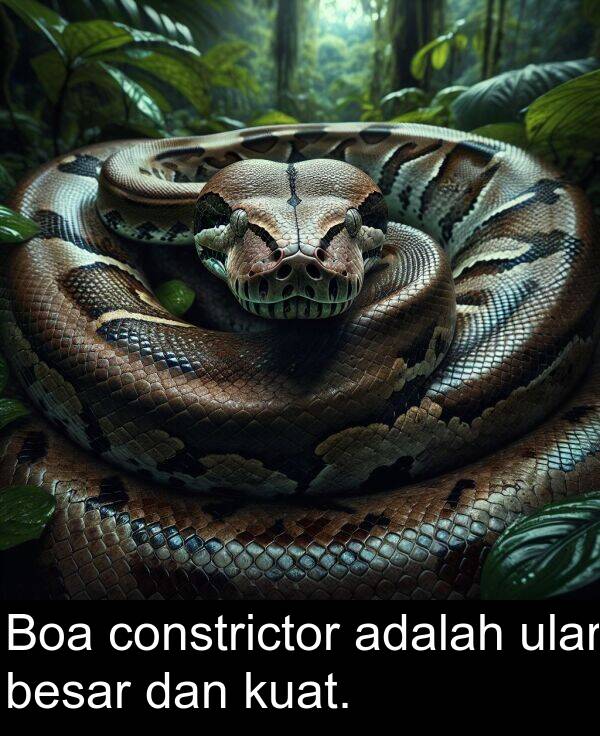 constrictor: Boa constrictor adalah ular besar dan kuat.