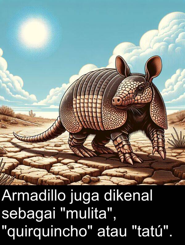 sebagai: Armadillo juga dikenal sebagai "mulita", "quirquincho" atau "tatú".