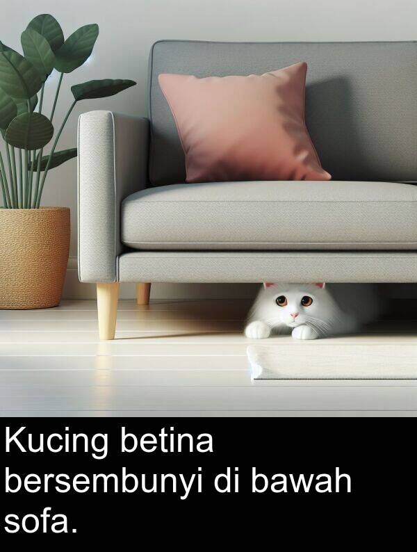 bawah: Kucing betina bersembunyi di bawah sofa.