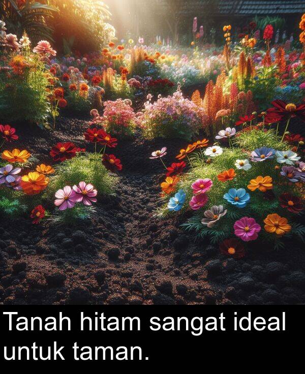 untuk: Tanah hitam sangat ideal untuk taman.