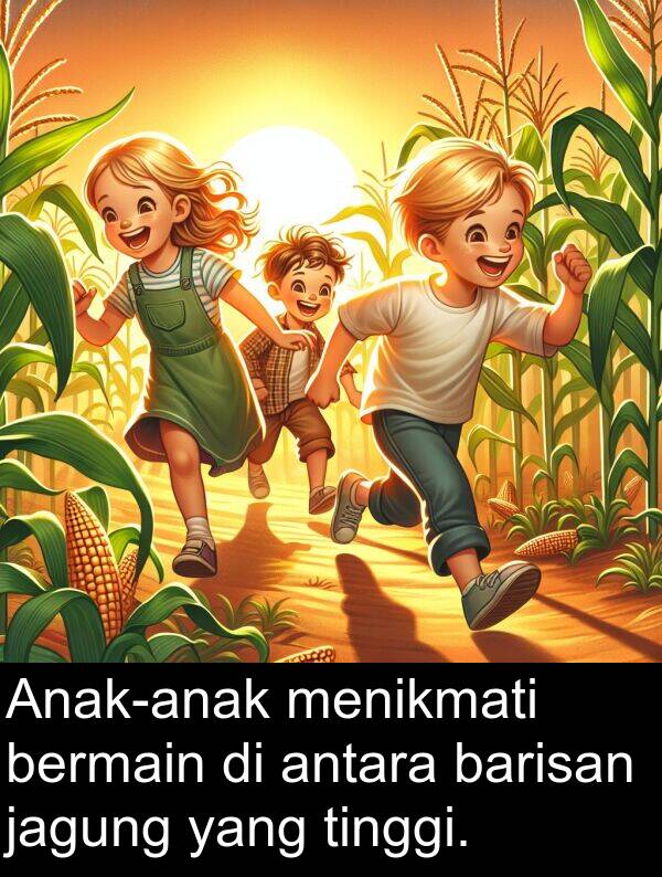 jagung: Anak-anak menikmati bermain di antara barisan jagung yang tinggi.