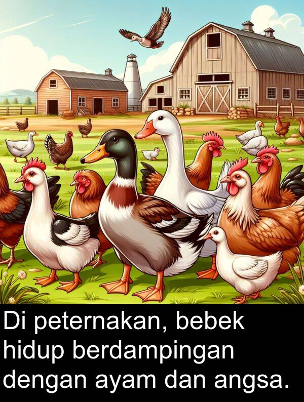 hidup: Di peternakan, bebek hidup berdampingan dengan ayam dan angsa.