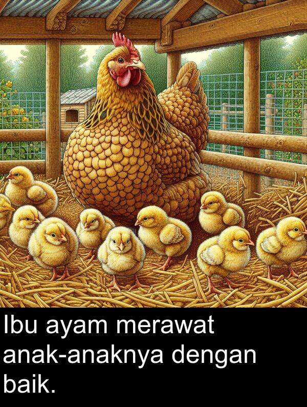 baik: Ibu ayam merawat anak-anaknya dengan baik.