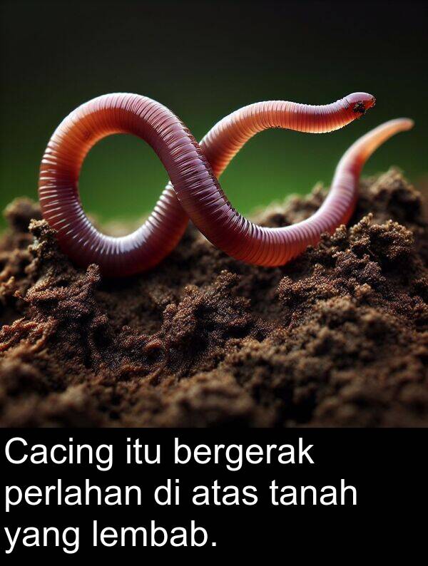 lembab: Cacing itu bergerak perlahan di atas tanah yang lembab.