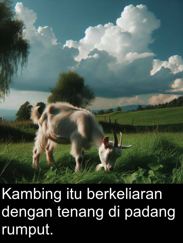 padang: Kambing itu berkeliaran dengan tenang di padang rumput.